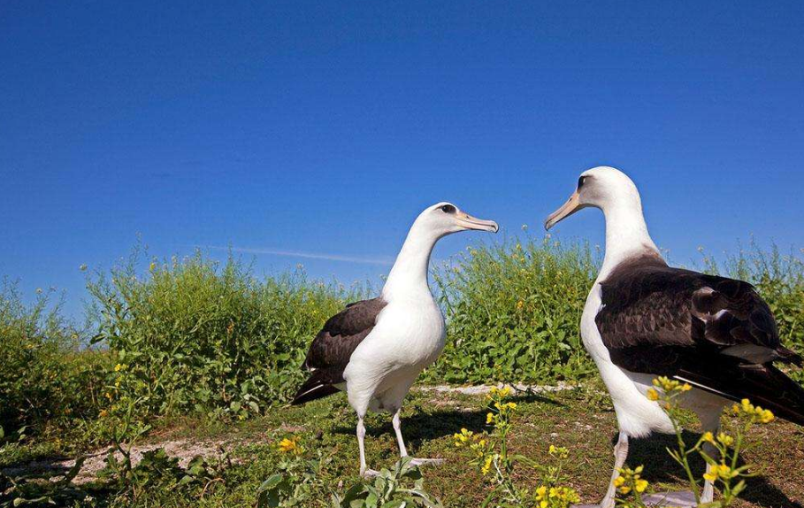 上海加强进口博览会野生动植物保护管理,这四区是核心保障区-虹桥商务区写字楼网