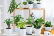 办公室绿植租赁好吗?-虹桥商务区写字楼网