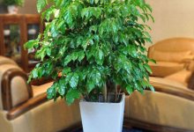 绿植室内最好养的是哪几种?-虹桥商务区写字楼网